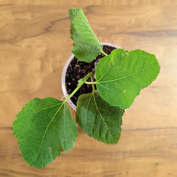 Fig_Plant