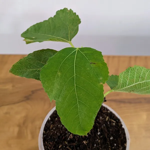 Fig_Plant