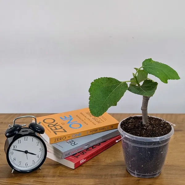 Fig_Plant