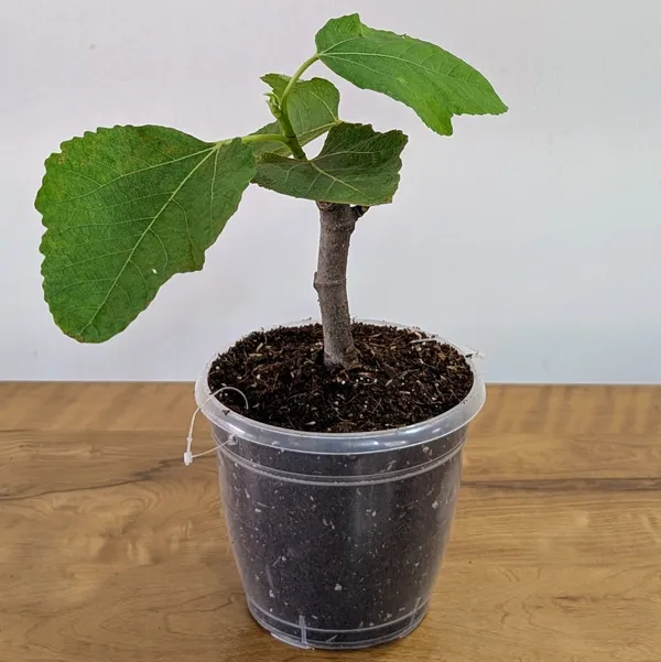 Fig_Plant
