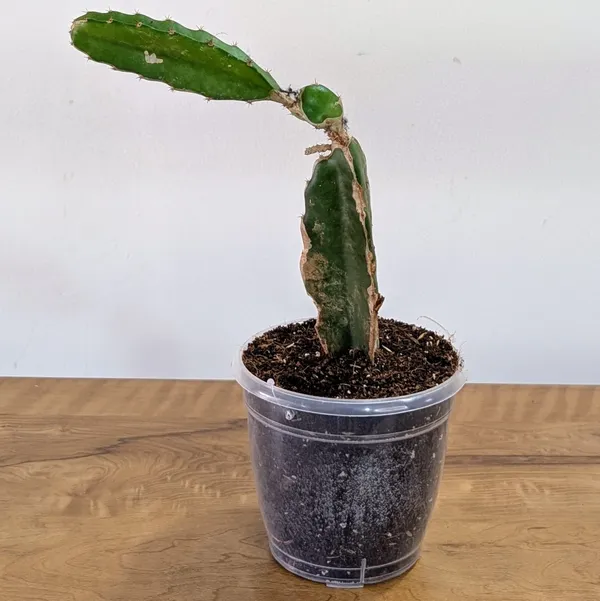 Dragon_Fruit_Red_Plant