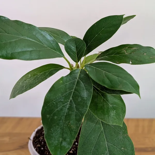 Avocado_Plant
