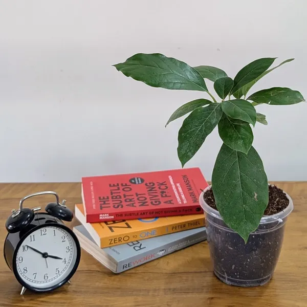 Avocado_Plant