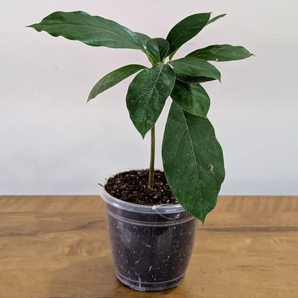 Avocado_Plant