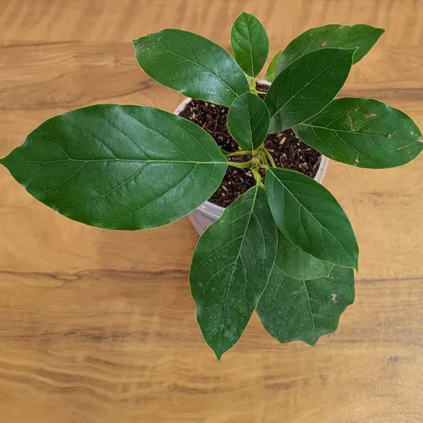 Avocado_Plant