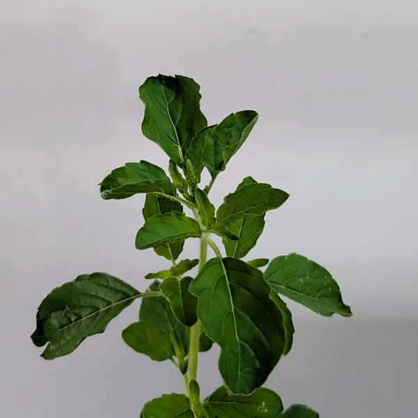 Tulasi_Plant