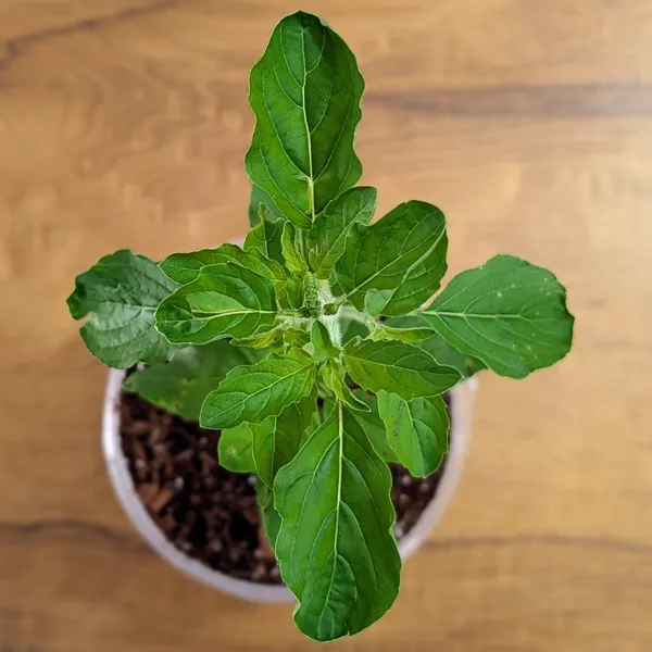 Tulasi_Plant