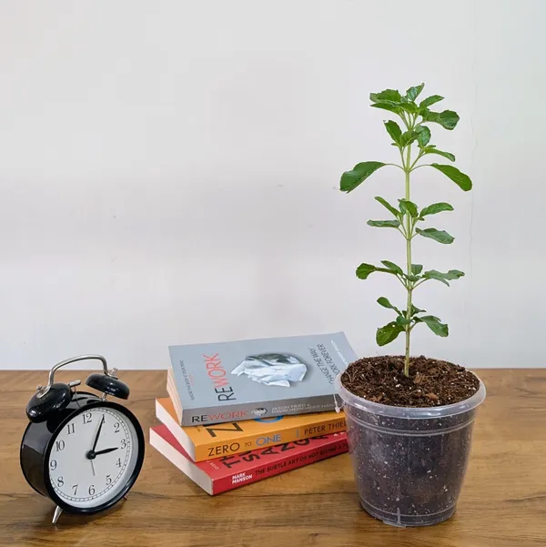 Tulasi_Plant