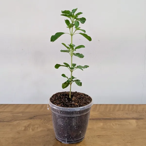 Tulasi_Plant