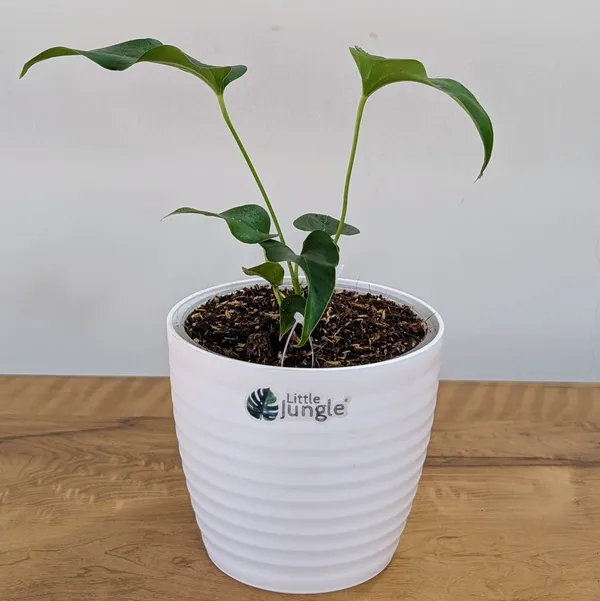 Anthurium_Brownii,_With_White_Decor_Pot
