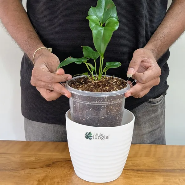 Anthurium_Brownii,_With_White_Decor_Pot