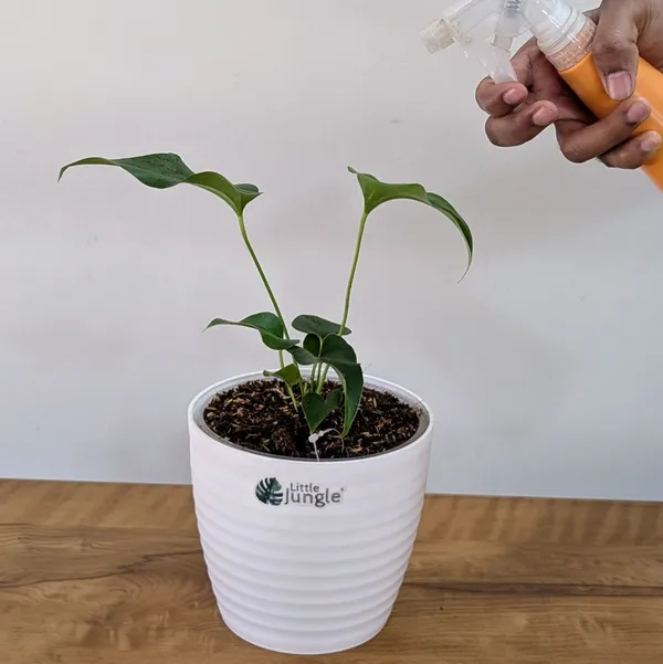 Anthurium_Brownii,_With_White_Decor_Pot
