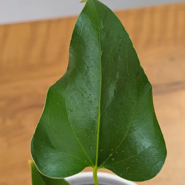 Anthurium_Brownii,_With_White_Decor_Pot