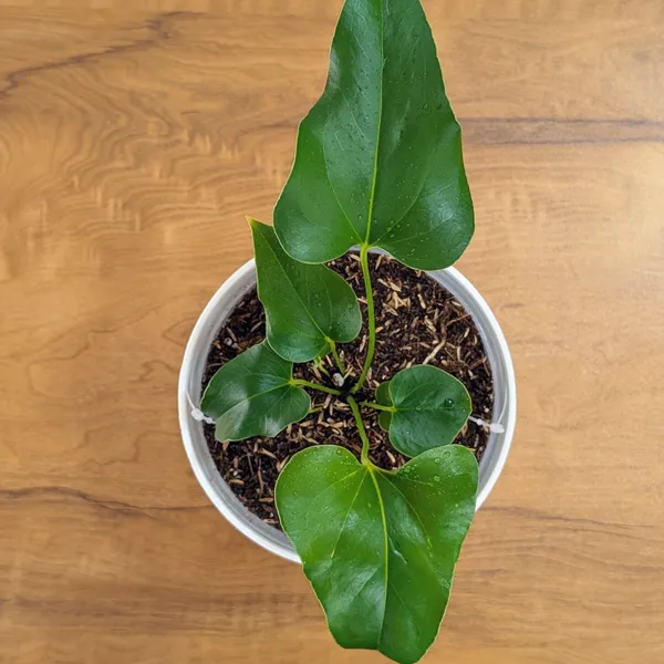 Anthurium_Brownii,_With_White_Decor_Pot