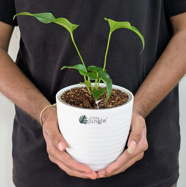 Anthurium_Brownii,_With_White_Decor_Pot