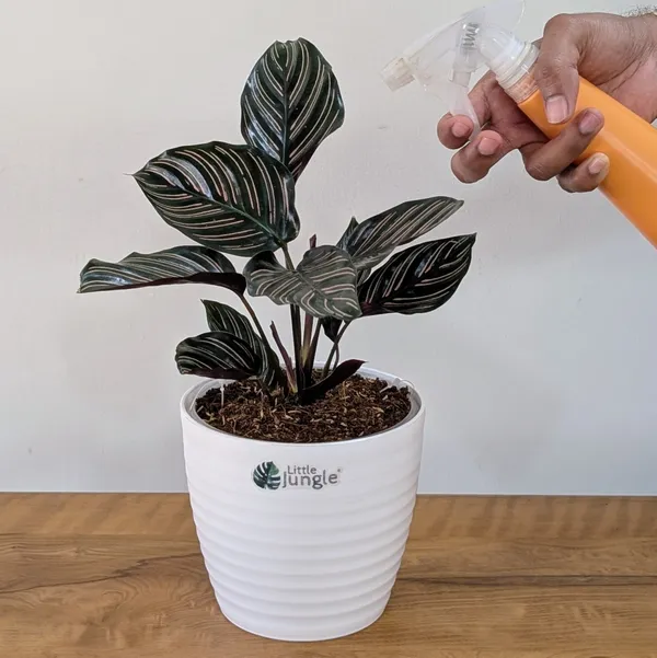 Calathea_Ornata,_With_White_Decor_Pot