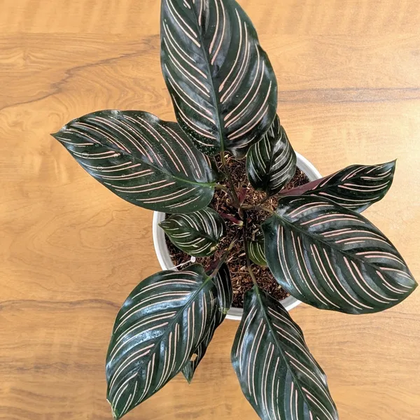 Calathea_Ornata,_With_White_Decor_Pot