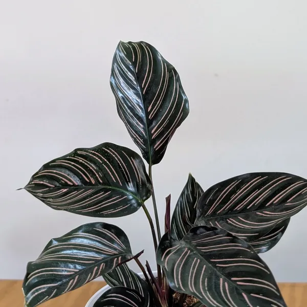 Calathea_Ornata,_With_White_Decor_Pot