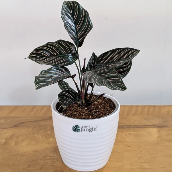 Calathea_Ornata,_With_White_Decor_Pot