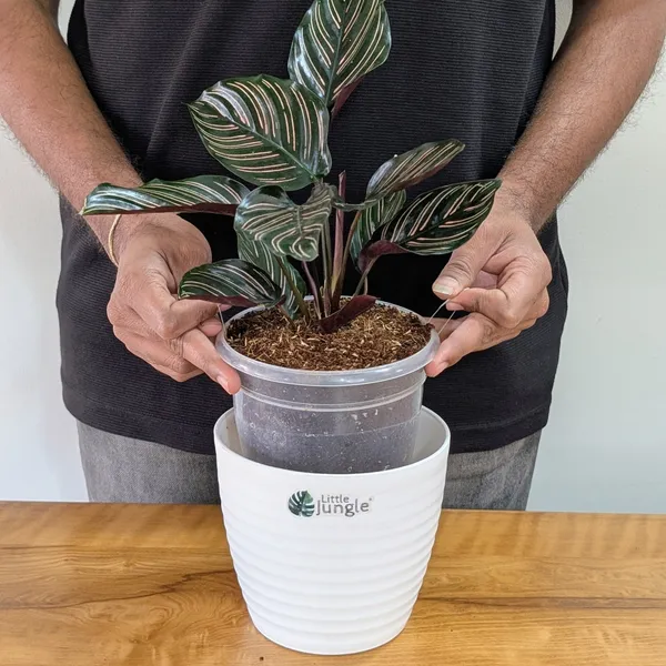 Calathea_Ornata,_With_White_Decor_Pot