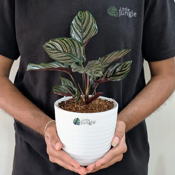 Calathea_Ornata,_With_White_Decor_Pot