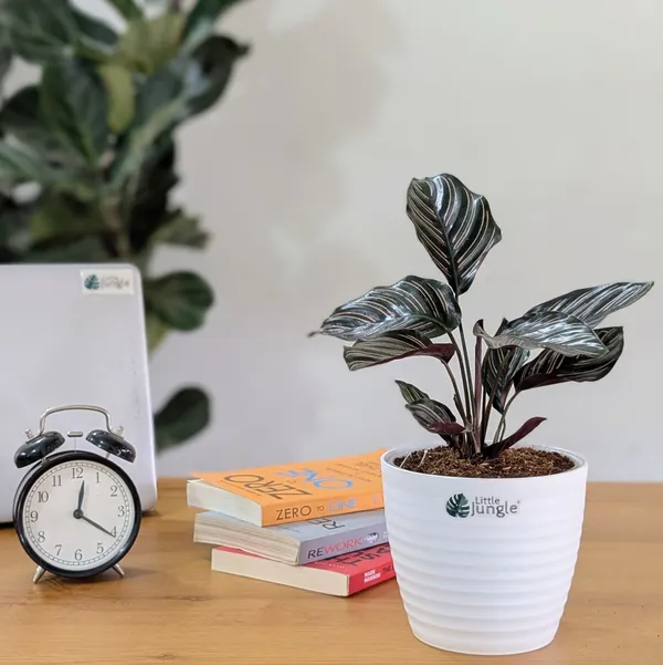 Calathea_Ornata,_With_White_Decor_Pot