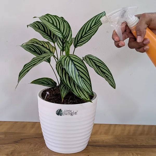 Calathea_Elliptica,_With_White_Decor_Pot