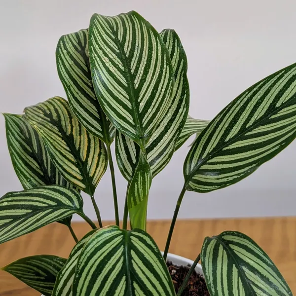 Calathea_Elliptica,_With_White_Decor_Pot