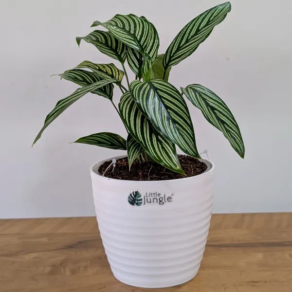 Calathea_Elliptica,_With_White_Decor_Pot