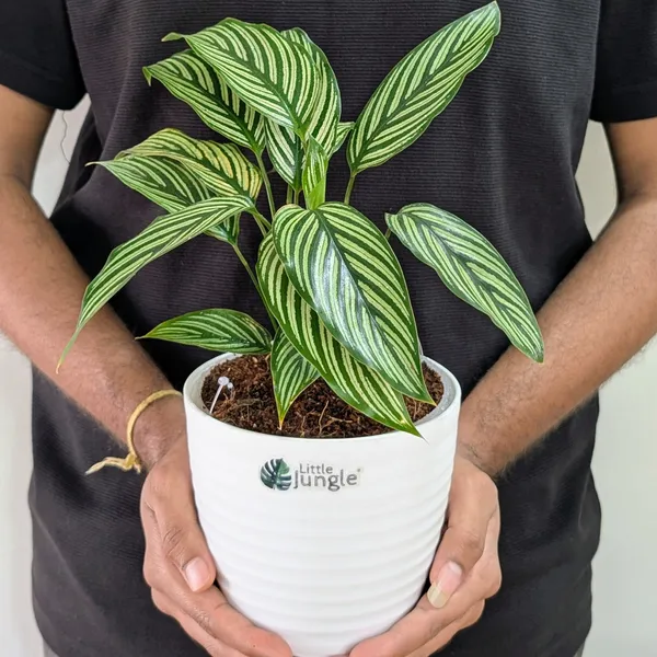 Calathea_Elliptica,_With_White_Decor_Pot