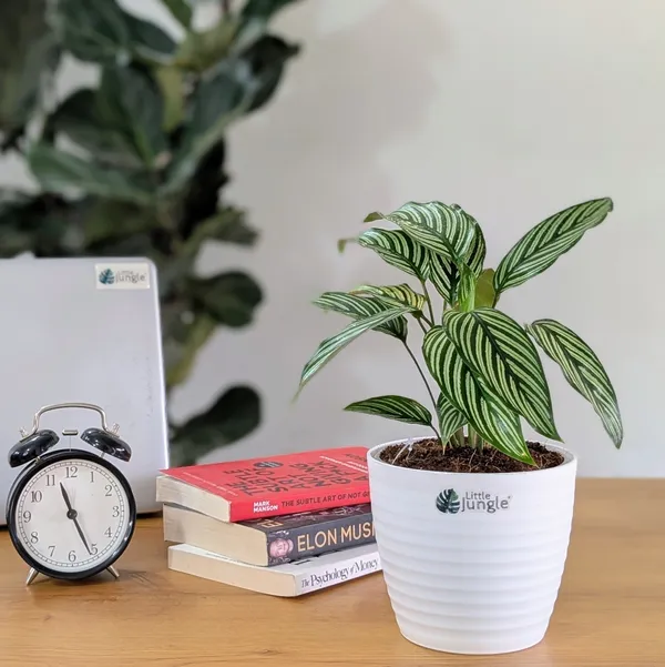 Calathea_Elliptica,_With_White_Decor_Pot