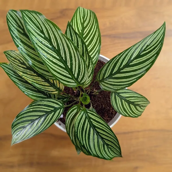 Calathea_Elliptica,_With_White_Decor_Pot