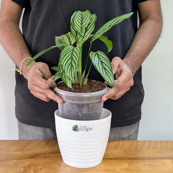 Calathea_Elliptica,_With_White_Decor_Pot