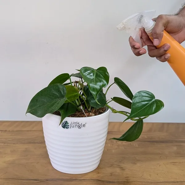 Philodendron_Heart_Leaf_Green,_With_White_Decor_Pot.