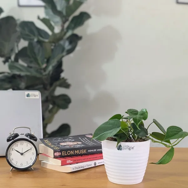 Philodendron_Heart_Leaf_Green,_With_White_Decor_Pot.