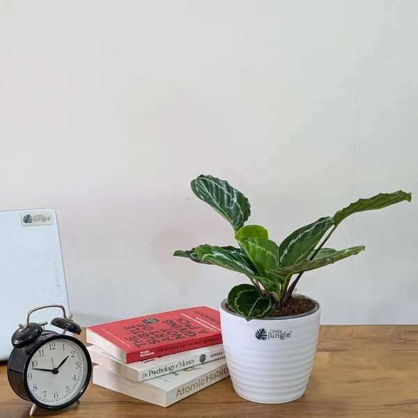 Calathea_Green,_With_White_Decor_Plant