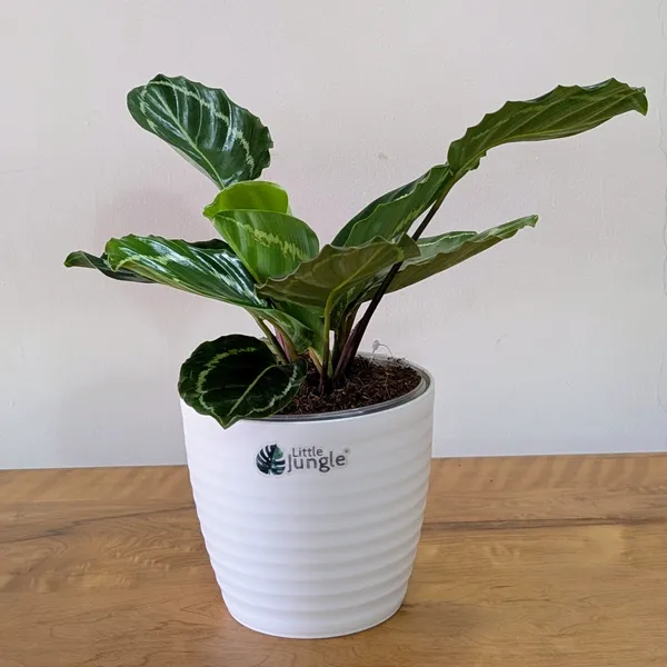Calathea_Green,_With_White_Decor_Plant