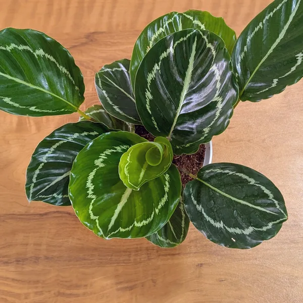 Calathea_Green,_With_White_Decor_Plant