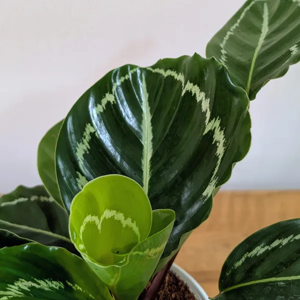 Calathea_Green,_With_White_Decor_Plant
