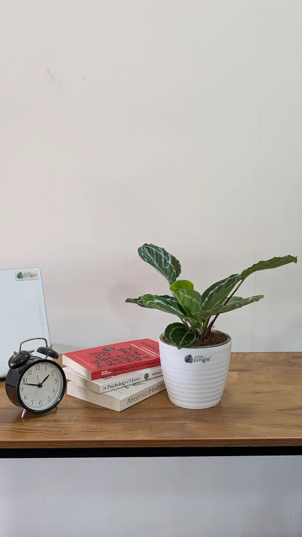 Calathea_Green,_With_White_Decor_Plant