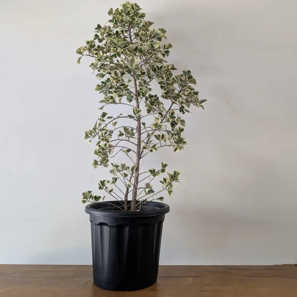 Pro_Nursery_Pot_UV_Resistant__In_Black