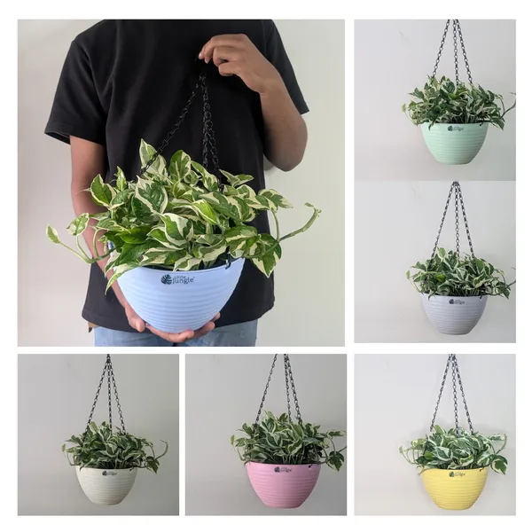 Hanging_9_(9_Inches,_Pack_Of_6),_6_Color_Pots