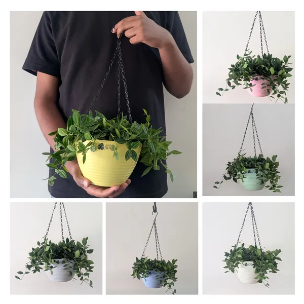 Hanging_7_(7_Inches,_Pack_Of_6),_6_Color_Pots