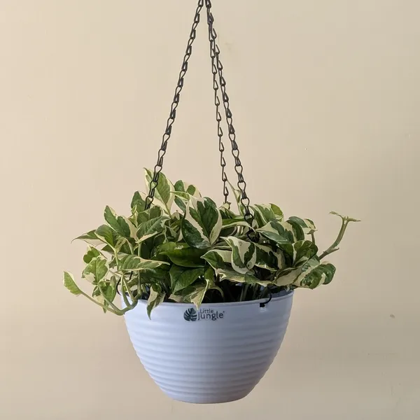 Hanging_9_Bule_(Pack_Of_4)