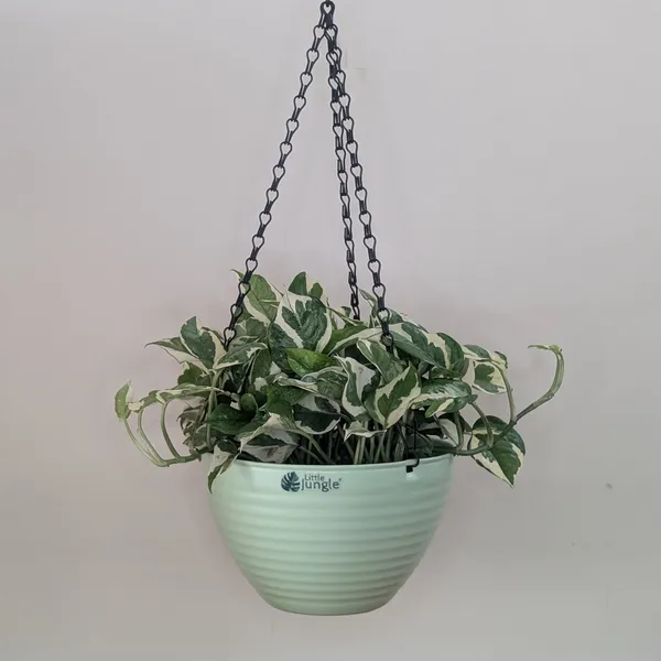 Hanging_9_Green_(Pack_Of_4)