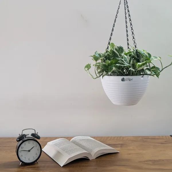 Hanging_9_White_(Pack_Of_4)