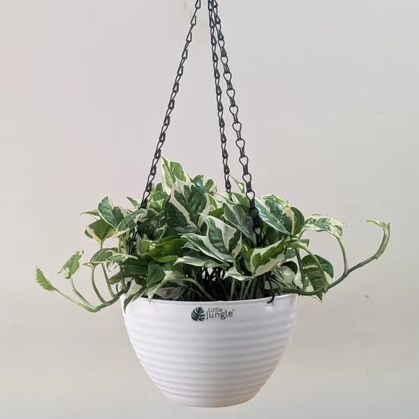 Hanging_9_White_(Pack_Of_4)