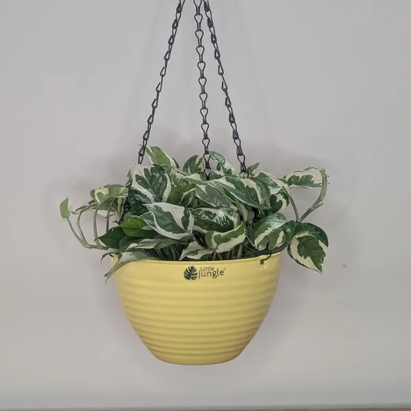 Hanging_9_Yellow_(Pack_Of_4)