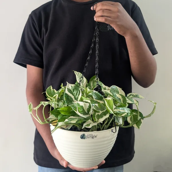 Hanging_9__Pots__(Pack_Of_4)