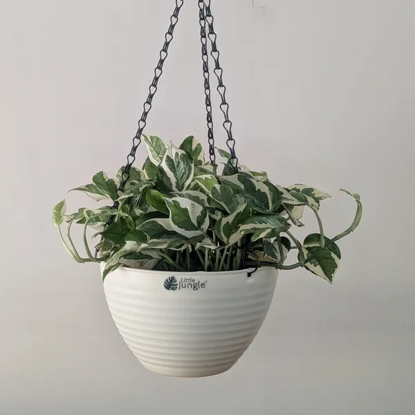 Hanging_9__Pots__(Pack_Of_4)